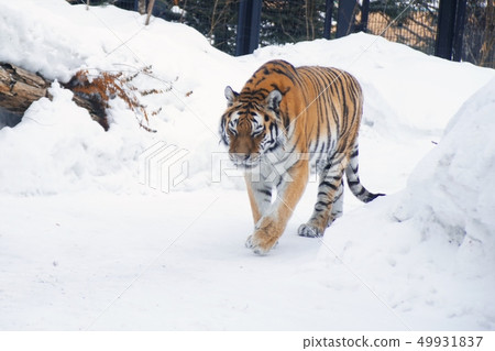 阿穆爾虎男性形象 49931837