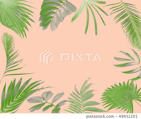 tropical frond palm leaf for summer background 49932201