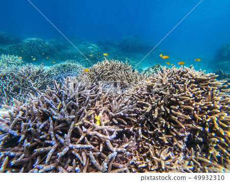 beautiful coral in diving spot at Boulder island beautiful coral in diving spot at Boulder island 49932310