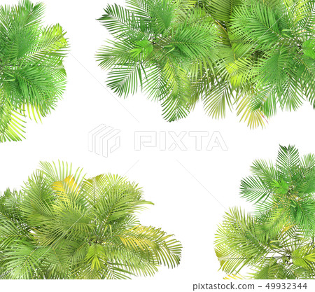 top view palm leaves tree isolated on white top view palm leaves tree isolated on white 49932344