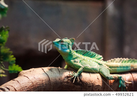 雙脊冠蜥  Double-crested basilisk 49932621