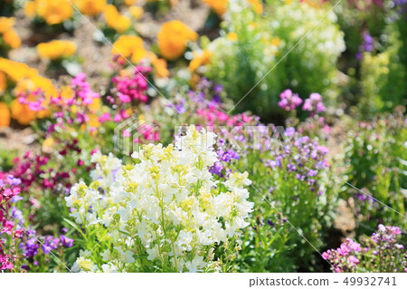 Hemekinsyyo花 49932741