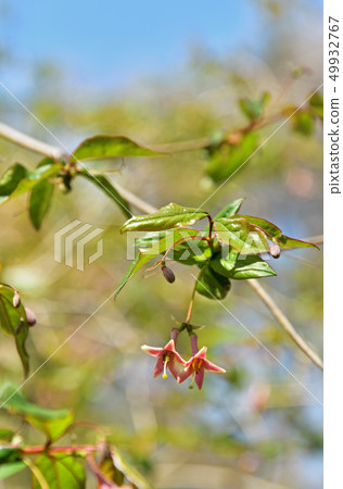 Tree: Uguisu kagura honeysuckle family 49932767