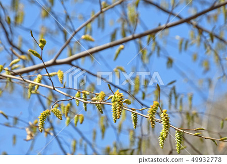 Tree: kumashide birch Tree: kumashide birch 49932778