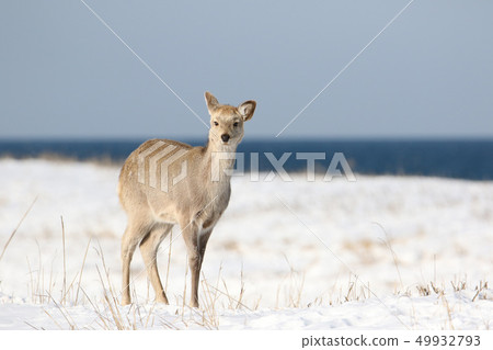 Sika deer / female adult animals foraging in the seaside snowy field 49932793