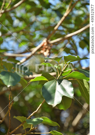 Tree: Kacremino Ukogi 49932977