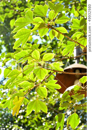 樹:Kacremino Ukogi 樹:Kacremino Ukogi 49932980
