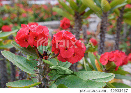 Red Euphorbia milii flower 49933487