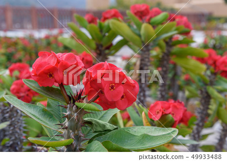 Red Euphorbia milii flower Red Euphorbia milii flower 49933488