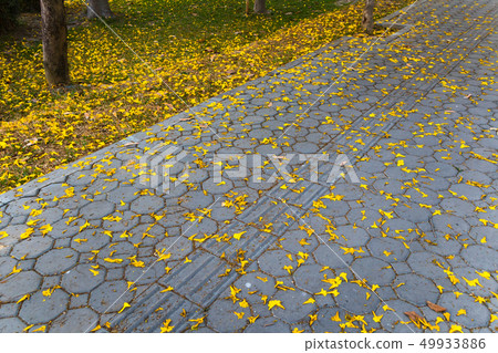 Yellow Tabebuia on the ground 49933886