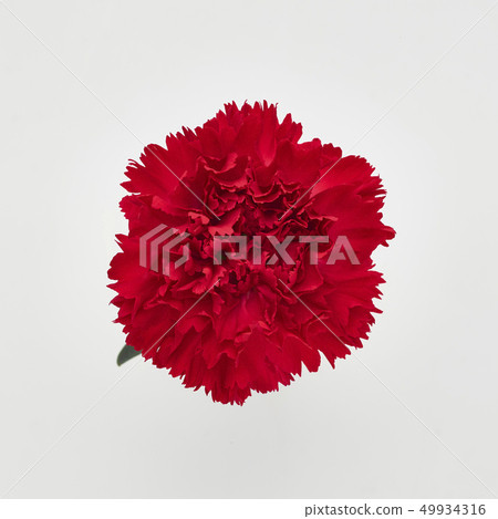 Carnation Carnation 49934316