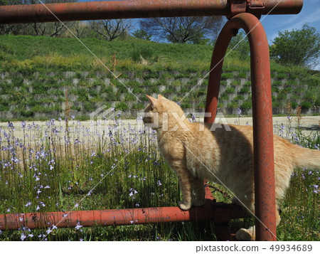 野貓·Matsubaunran 野貓·Matsubaunran 49934689