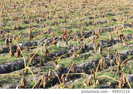 Taro field 49935216