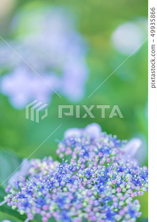 A beautiful hydrangea blooming in the rainy season 49935866