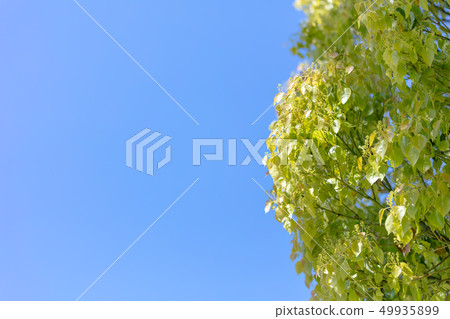 新鮮的綠色,年輕的葉子,藍藍的天空,大天空,芽,葉子 新鮮的綠色,年輕的葉子,藍藍的天空,大天空,芽,葉子 49935899