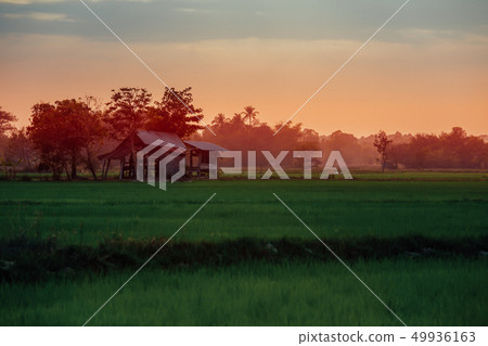Rice Paddy, Agricultural Field, Dusk, Farm, Rice - Rice Paddy, Agricultural Field, Dusk, Farm, Rice - 49936163