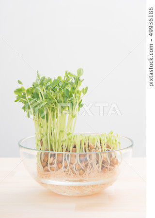 Soybean 49936188