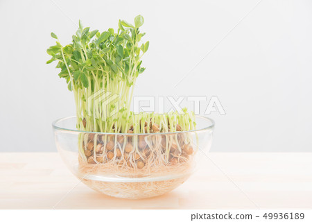 Soybean 49936189
