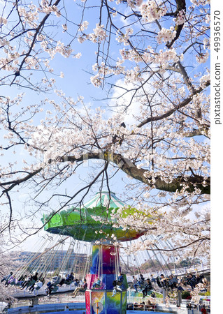 [東京]讀賣地櫻花盛開的景點 49936570