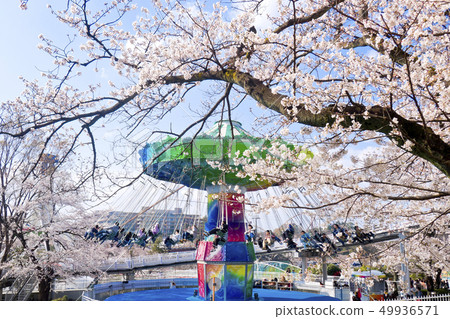 [東京]讀賣地櫻花盛開的景點 49936571