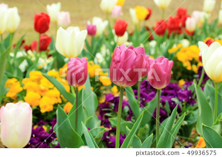 Tulip Tulip 49936575