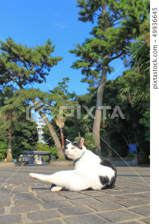 江之島放鬆貓 49936645
