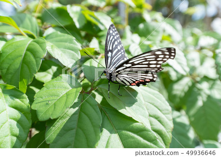 紅背斑點生物 紅背斑點生物 49936646