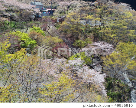Spring of the Mitake Valley Spring of the Mitake Valley 49936910