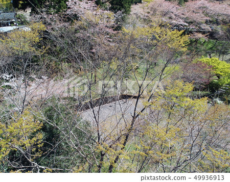 Spring of the Mitake Valley Spring of the Mitake Valley 49936913