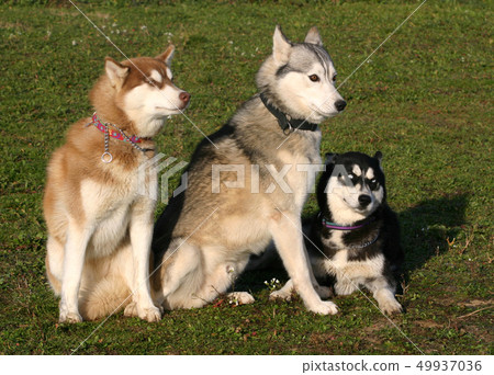 huskies 49937036