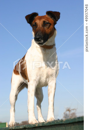 smooth fox terrier 49937048