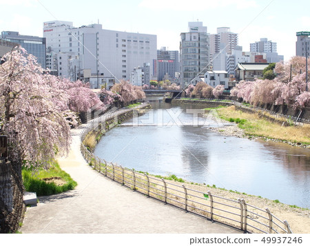 Landscape downstream from Tagawa Higashi Bridge in spring 49937246