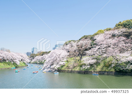 櫻花在千代gabuchi,東京盛開 櫻花在千代gabuchi,東京盛開 49937325