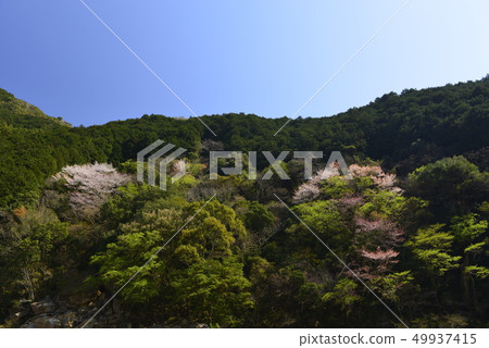 [Wakayama] Kumano Kodo and Nakaheji cherry blossoms 49937415