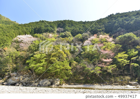 [Wakayama] Kumano Kodo and Nakaheji cherry blossoms 49937417