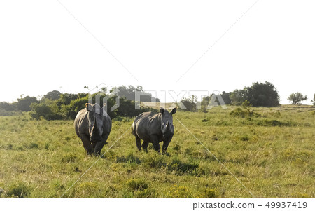 Rhino Pair on Grassland 49937419