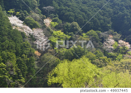 [Wakayama] Kumano Kodo and Nakaheji cherry blossoms 49937445