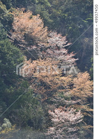 [和歌山]熊野古琴和中平二櫻花 49937450