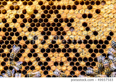 Honey bee beehive Wax Frame with bees breed 49937583