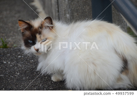 Blue-eyed cat 49937599