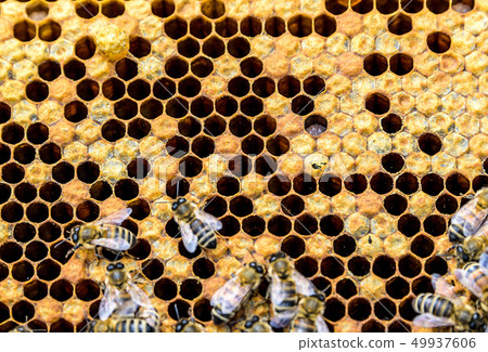 Honey bee beehive Wax Frame with bees breed 49937606