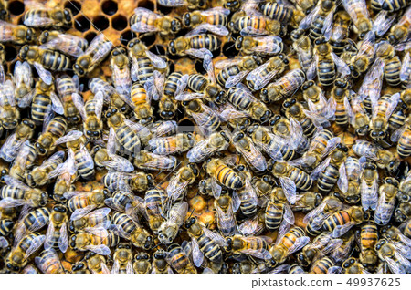 Honey bee beehive Wax Frame with hundrets of bees working Honey bee beehive Wax Frame with hundrets of bees working 49937625