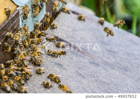 Honey bee beehive fly in carry pollum working in the summertime 49937652