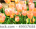 Tulip field apricot beauty 49937688