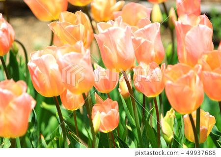 Tulip field apricot beauty 49937688