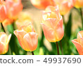 Tulip field apricot beauty 49937690