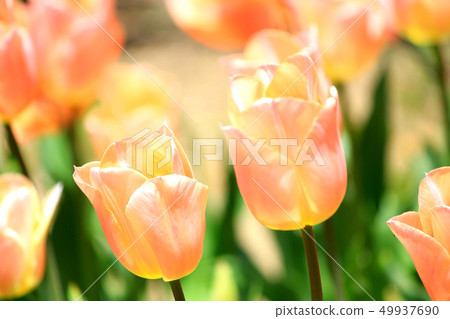 Tulip field apricot beauty Tulip field apricot beauty 49937690