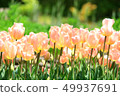 Tulip field apricot beauty 49937691