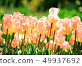 Tulip field apricot beauty 49937692