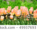 Tulip field apricot beauty 49937693